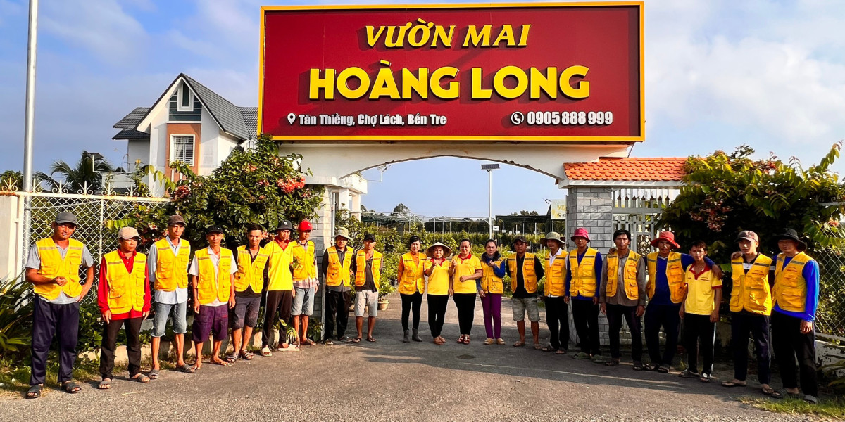 Ý NGHĨA PHONG THỦY CỦA MAI VÀNG TẾT VÀ SỰ QUAN TRỌNG TRONG MÙA XUÂN